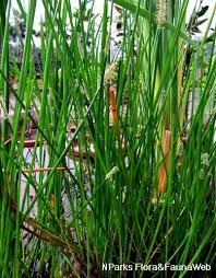 Image result for Eleocharis naumanniana