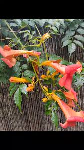 Image result for Hypericophyllum