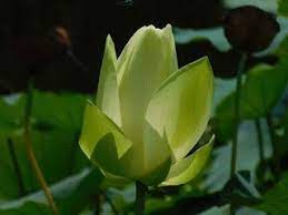 修行是在改變自己 不是改變別人 何謂修行 聖嚴法師 blog posts buddhism plants