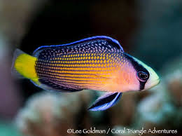 Aquarium Depot Saltwater Fish Tanks Saltwater Aquarium Fish Marine Fish