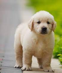 Please browse through the archive and leave any feedback or questions you. Golden Retriever Puppy Golden Retriever Golden Retriever Puppy Puppies