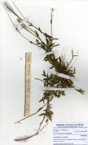 Image result for Rhytachne triaristata