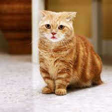 hd munchkin wallpaper munchkin cat beautiful cats pets
