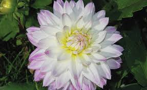 Dahlias blackberry ripple bulbs (set of 5). Shop Cactus Dahlia Blackberry Ripple And Other Seeds At Harvesting History