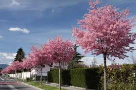 Maybe you would like to learn more about one of these? Okame Cherry Tree Landscape Trees Landscape Design Landscape