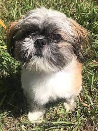 If you are looking to adopt or buy a shih tzu take a look here! Orlando Fl Shih Tzu Meet Charlie A Pet For Adoption