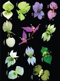 Image result for Dalechampia capensis