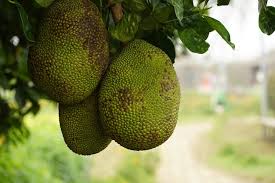 Image result for Artocarpus heterophyllus