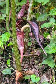 Image result for Arisaema