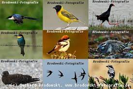Gehölze gehören mitunter zu den wichtigsten methoden, um vögel in ihren garten zu locken. Seltene Vogel In Deutschland Gesichtet Liste Seltener Vogel Bis 2022