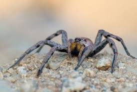 Best practices for avoiding spiders. How Bad Are The Wolf Spiders In Knoxville Russell S Pest Control