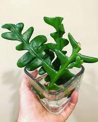 Once the cactus is planted into the new soil fishbone cactus or zig zag houseplant blooms in between the late summers and fall. Fishbone Cactus How To Propagate Care For Ric Rac Cactus