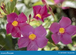 Image result for dipladenie sanderi obrázek