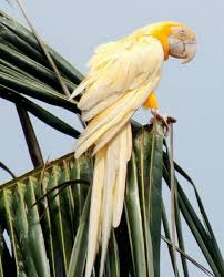 Yellow Bird With Crazy Hair Pretty Yellow Bird Parrots Parrot Birds Colorful Birds
