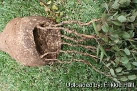 Image result for Raphionacme hirsuta