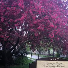 Since 1977, the fitness center has provided professional exercise instruction, exceptional service and affordable pricing. Iyengar Yoga Champaign Urbana