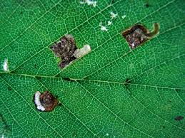 Image result for Stigmella basiguttella
