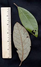 Image result for Polystachya pamelae