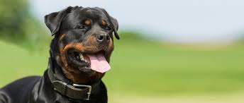 If a rottie has the portrayal of rottweilers as evil dogs in several fictional films and tv series, most notably in the. Hunderasse Rottweiler Rasseportrait