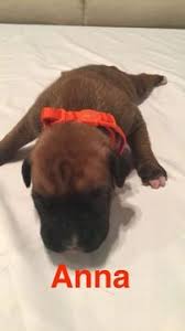 Advertisement search indianapolis dog rescues and shelters here. Boxer Puppy For Sale In Indianapolis In Adn 24259 On Puppyfinder Com Gender Female Age 1 Week Old Boxer Puppies For Sale Boxer Puppy Puppies For Sale