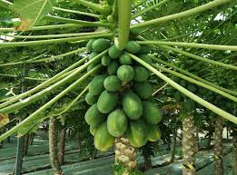 We did not find results for: Organic Papaya Farming Cultivation Production In India Agri Farming
