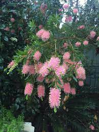 My Pink Callistemon Has Burst Into Gorgeous Flower The Bees And Parrots Are Going Mad For Australian Plants Australian Native Plants Australian Native Flowers