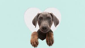 7 things your deceased pet wants you to know. 6 Signs Your Dog Is Stressed Or Sad And What To Do About It Eatingwell