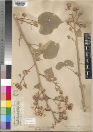 Image result for Abutilon angulatum