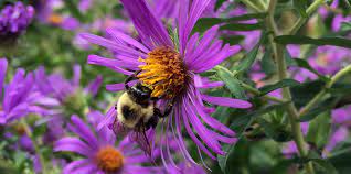 Check spelling or type a new query. Plant Profile New England Aster Regenerative Design Group