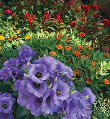 Fairly common along washes at mid and higher elevations of the sonoran desert. How To Grow Lisianthus Garden Gate