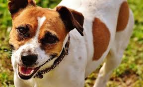 Your dog will likely become bored if it has never had a pet before. 18 Jack Russell Terrier Mixes Perfect Pups For Your Home