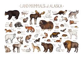 Alaska Land Mammals Field Guide Art Print In 2019 Animal