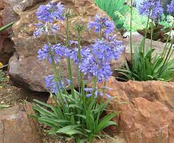 Agapanthus Ever Sapphire African Lily