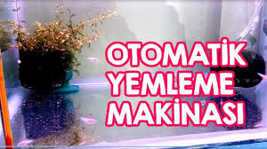 Kerimin Pet Dunyasi Sayfa 19 Akvaryum Dunyasi Beta Baligi Bitki Akvaryumlari Deniz Akvaryumlari Ile Ilgili Genel Egitici Ogretic Beta Baligi Balik Bilgi
