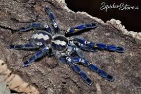 Poecilotheria Metallica Vogelspinnen Spinne Fantastische Tierwelten
