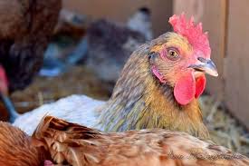 Révélateurs de saveurs, les alsace jouent de leur élégante finesse comme de la force de leur tempérament. Poules Pondeuses Poussins A Vendre Region Verlaine Accueil Facebook