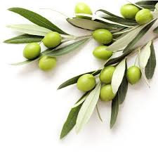 Pin On Herbs And Natural Remedies