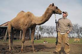 Letting your camel carry all the gear while you hike is a great way to enjoy our treks in the big bend region of west texas. Valley Mills Rancher Provides Camels For Texas Live Nativity Scenes Local News Wacotrib Com
