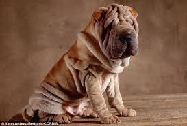 Sharpei Shar Pei