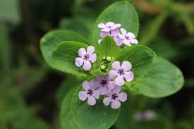 Image result for Teedia lucida