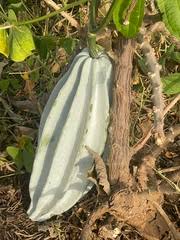 Image result for Trochomeria hookeri