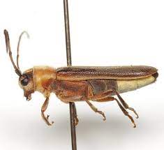 Bioluminescent Insects Bugs That Get Confused With Fireflies Firefly Org