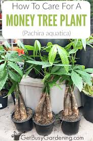 It is common as a houseplant worldwide. Money Tree Plant Care Guide How To Take Care Grow Indoors