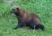Image of How much do wolverines weigh?