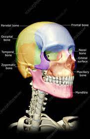 Human face has fourteen bones including the lacrimal bones, the zygomatic bones, the vomer, the nasal bones, the inferior nasal conchae, the mandible, the there are 29 bones in the human head. The Bones Of The Head Neck And Face Stock Image F001 5324 Science Photo Library