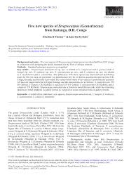 Image result for Streptocarpus eylesii × michelmorei