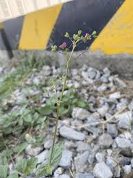 Image result for Boerhavia coccinea