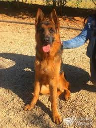Use the search tool below and browse adoptable belgian malinoises! Berger Allemand Pedigree Khemisset Jumia Deals