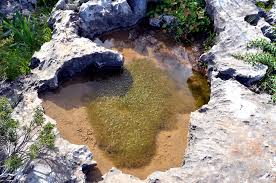 Image result for Zannichellia palustris