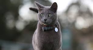 Pod Cat Gps Tracker Review Ratings Pros Cons